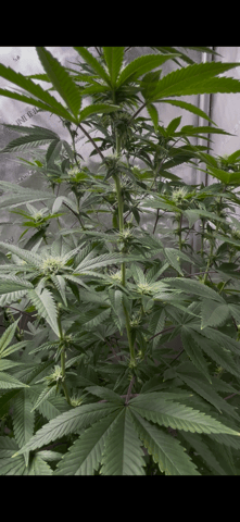Stardust OG  — flower, day 106