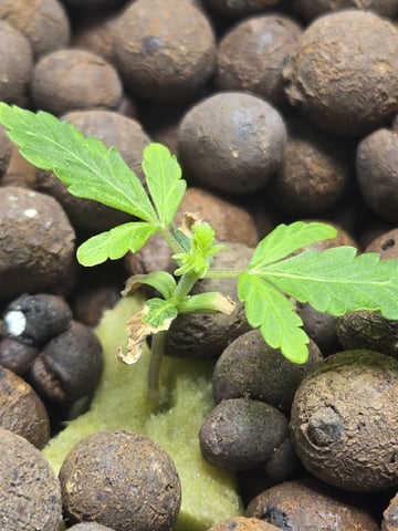 STELLA — seedling_rooting, day 31