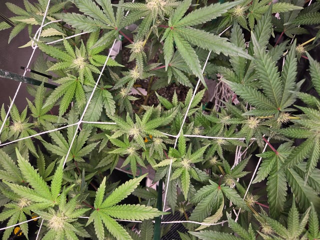 Looking for advice! — flower, day 67