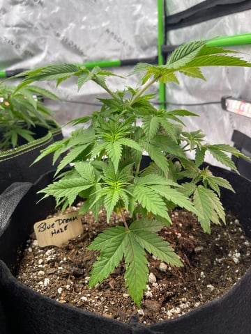 Phx_Freedom — flower, day 6