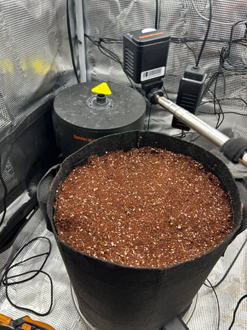 Amnesia Haze auto flower — germination, day 1