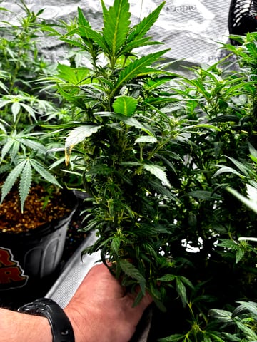 Blueberry critical kush x purple peyote wifi  and one L.a kush cake . — flower, day 51