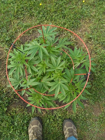 Motorbreath 15 — vegetative, day 15