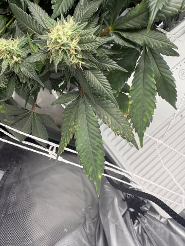 Green Gelato — flower, day 84