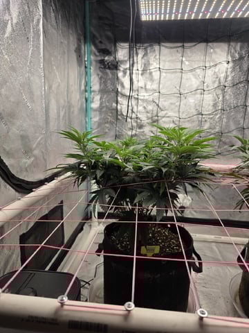 Granny Candy and PLCG — flower, day 78