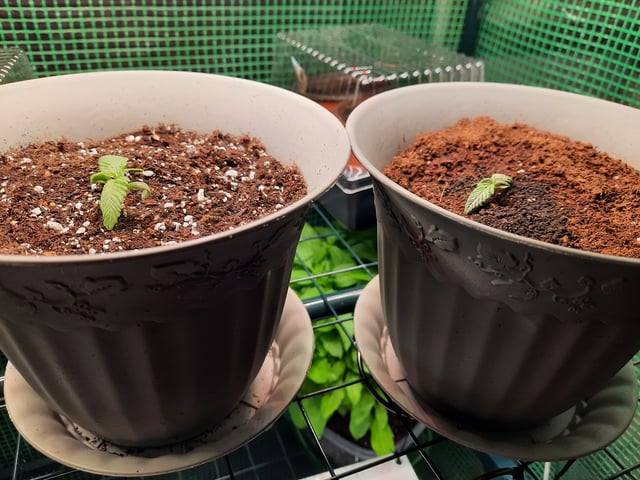 missing pieces — seedling_rooting, day 1