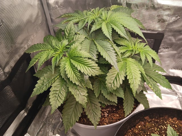 Gorilla Sherbert Feminized From Blimburn Seeds  — vegetative, day 26