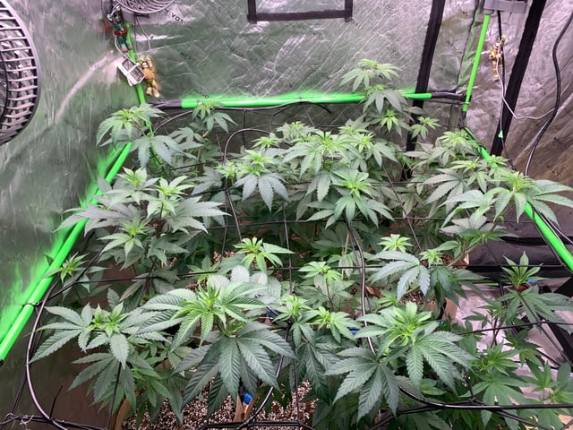 Papaya Frosting  — vegetative, day 61