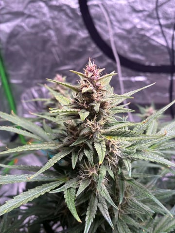 Banana Purple Punch Auto — flower, day 57