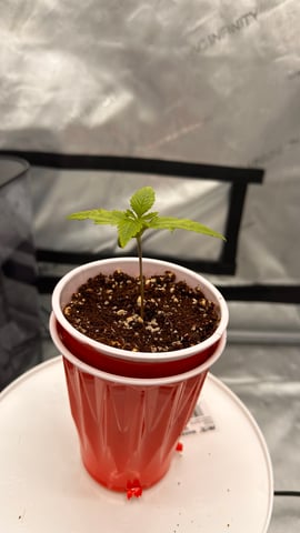 Autos: Banana Purple Punch (1)  & Guava Fig (2) — seedling_rooting, day 9