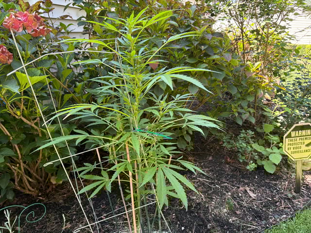 forgotten auto  — flower, day 1