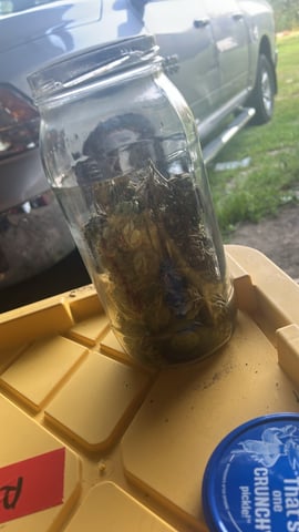 First ever grow — harvest, day 99