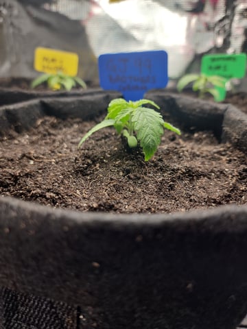 HE1E we GROW  — seedling_rooting, day 37