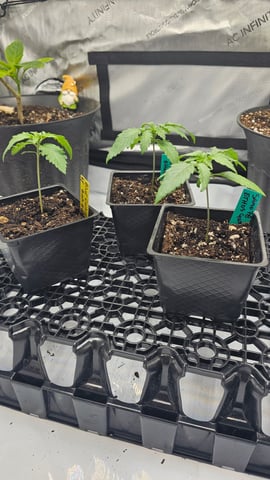 ethos genetics  — seedling_rooting, day 14