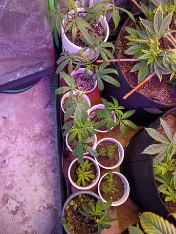 Purple Plum Perfect 💜 & 2 Grape Runtz 🍇 Mainlining garden.  — vegetative, day 127