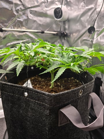 Dirty Bird - Thousand Island Fem & Platinum Kush Breath Remix x Grape Cakehead Fem Photo  — vegetative, day 45