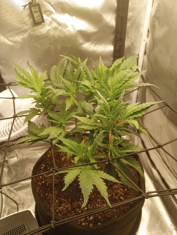 Wizard Punch first grow  — flower, day 62