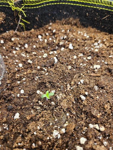 Double Trouble  — germination, day 4