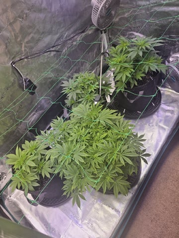 4 strains in 1 tent — vegetative, day 31