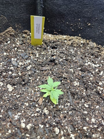 Fat Banana Auto  — vegetative, day 2