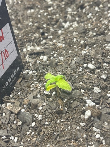 OG White Widow — seedling_rooting, day 24