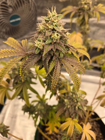 2nd Grow 3x5 tent — flower, day 135