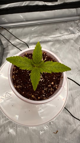 Spring/Summer 2026 Indoor Grow