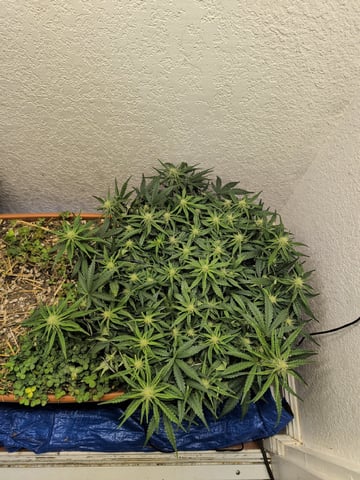 Quick Auto Summer Grow — flower, day 50