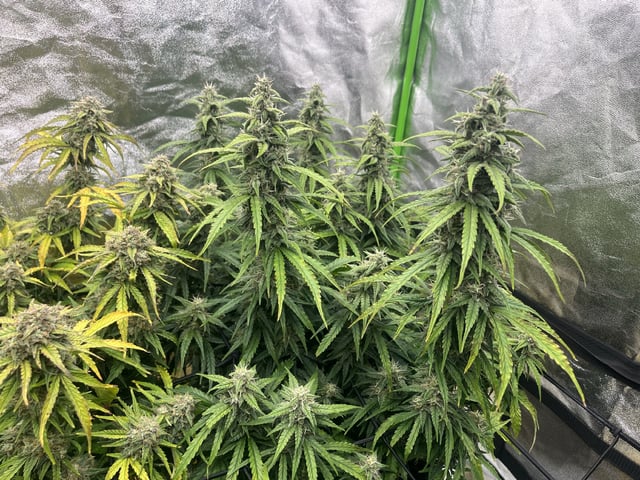 Autoskunk and OG Kush — flower, day 76