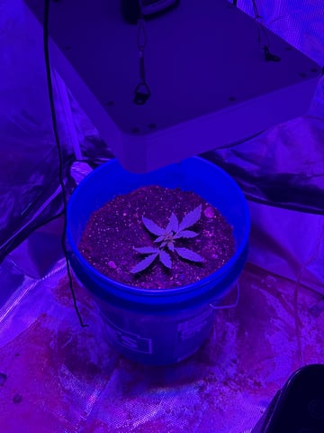 Gorilla glue — vegetative, day 9