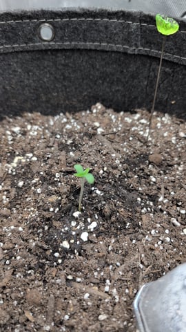 memphisto 3 bears OG, ethos high note r1 — germination, day 5