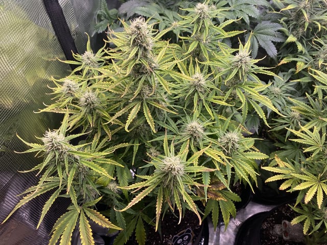 Auto Run #1 2025-2026 — flower, day 74