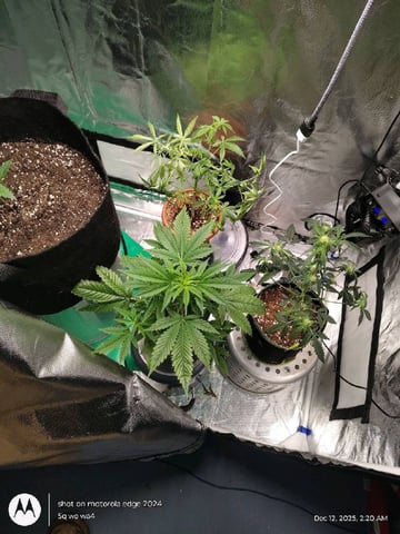 Grow Budz — vegetative, day 11