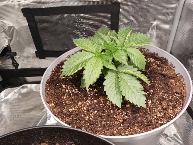 Gorilla Sherbert Feminized From Blimburn Seeds  — vegetative, day 17