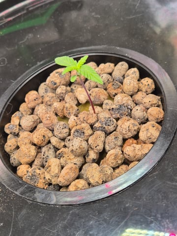 DWC  — seedling_rooting, day 13