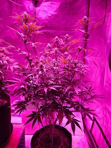 BLACKCHERRY SHERB — flower, day 46