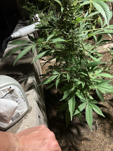 new seeds grow #2 — flower, day 76