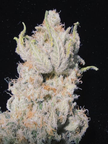 Dirty Bird - Thousand Island Fem & Platinum Kush Breath Remix x Grape Cakehead Fem Photo  — harvest, day 127