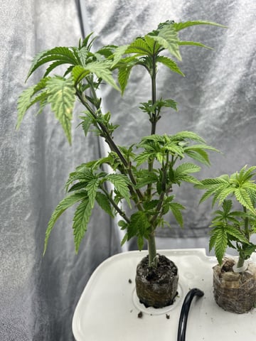 Humboldt Chicken N Wafflez — vegetative, day 39