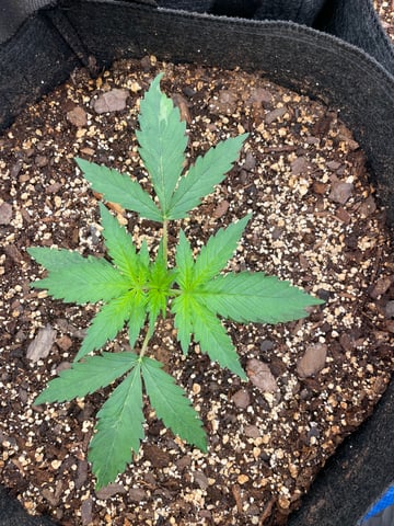 Banana Kush Auto Seed Supreme — vegetative, day 17