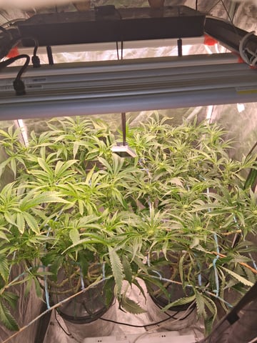 Blueberry OG Kush — flower, day 4