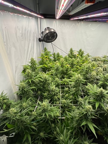 Permanent Marker, Gary Payton — flower, day 39