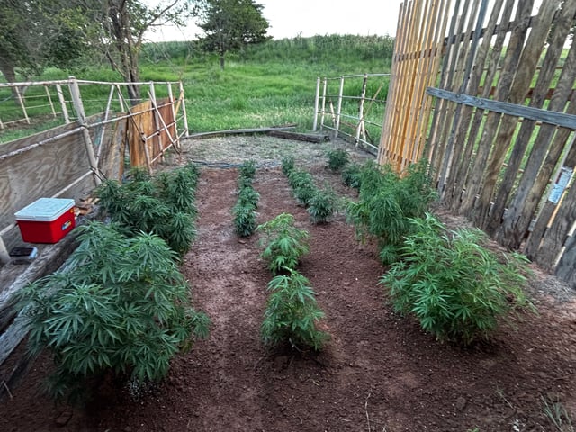 Outdoor Grow — vegetative, day 104
