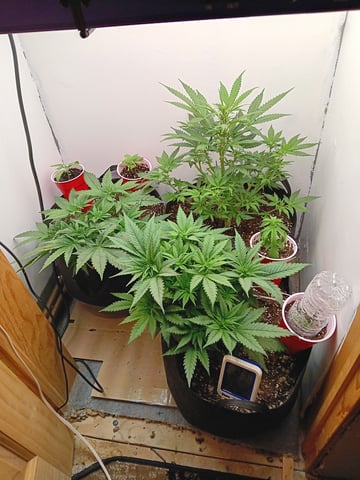 Indoor Closet Grow — flower, day 50