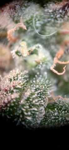 newest ggs setup grow — flower, day 83