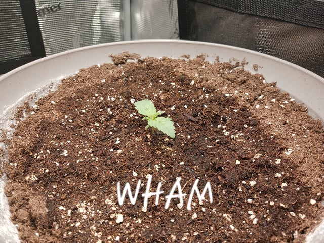 Christmas Stash  — seedling_rooting, day 3