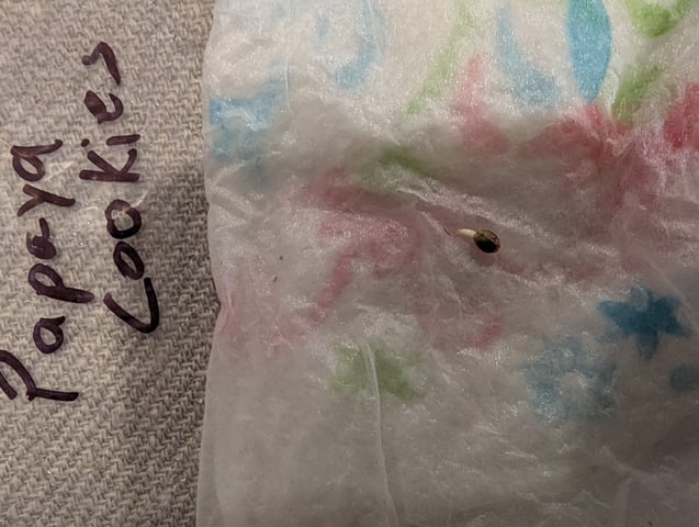 Fastbudz Payaya Cookies — germination, day 1