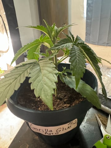 Grow Number 2 — vegetative, day 19