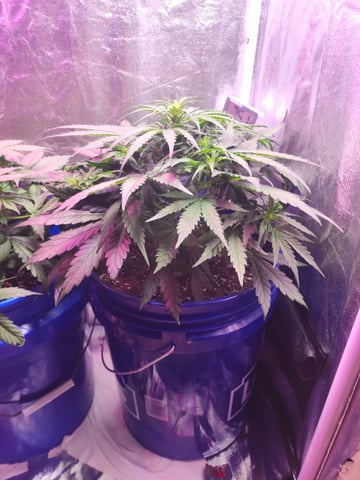 Grow 1Zkittles OGx2 & PEx1 — flower, day 38