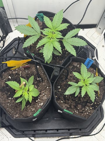 Midsummer Outdoor — vegetative, day 13